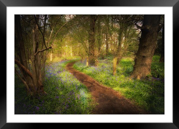 magical bluebell wood  Framed Mounted Print by PHILIP CHALK