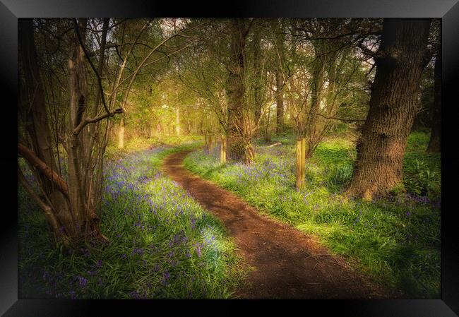 magical bluebell wood  Framed Print by PHILIP CHALK