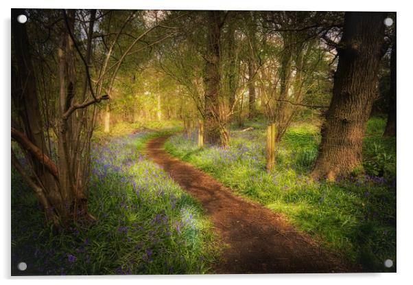 magical bluebell wood  Acrylic by PHILIP CHALK
