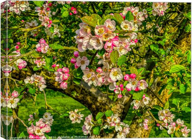 Apple Blossom Canvas Print by Ian Donaldson