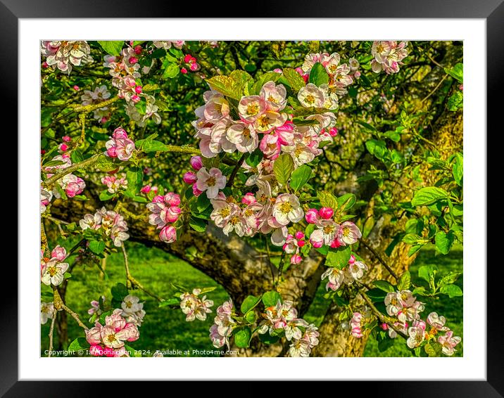 Apple Blossom Framed Mounted Print by Ian Donaldson