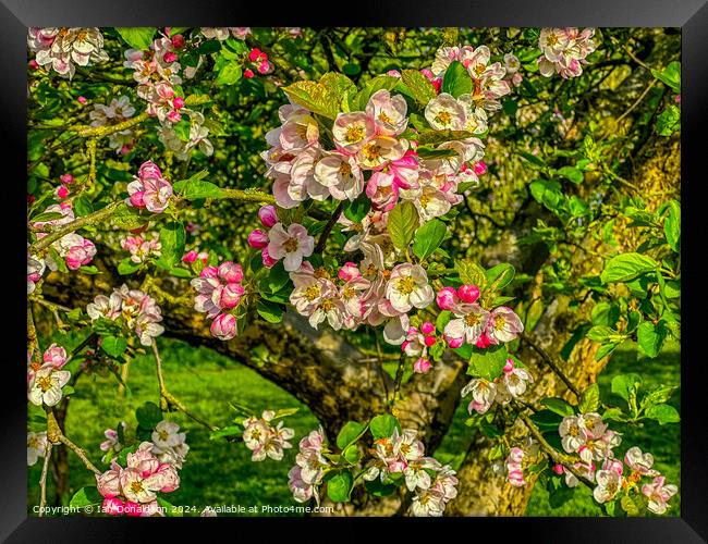 Apple Blossom Framed Print by Ian Donaldson