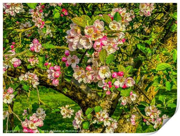 Apple Blossom Print by Ian Donaldson