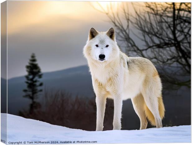 Grey Wolf Canvas Print by Tom McPherson