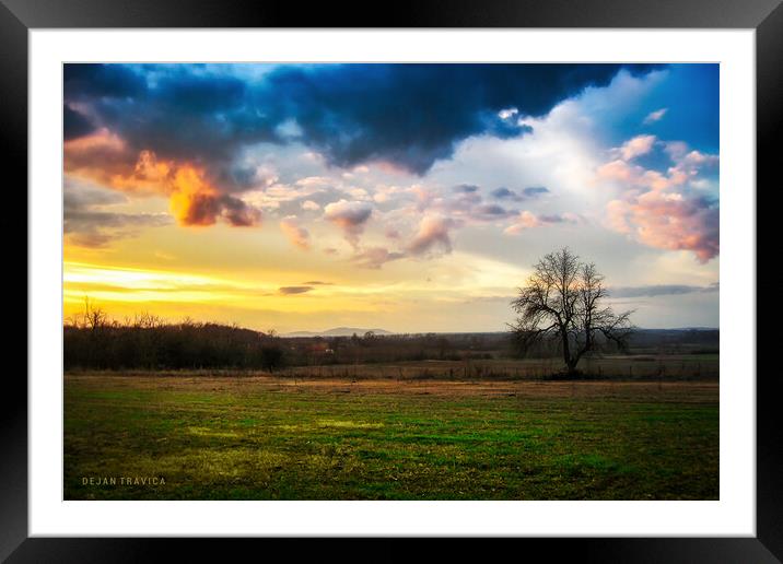 Lonely tree in the field Framed Mounted Print by Dejan Travica