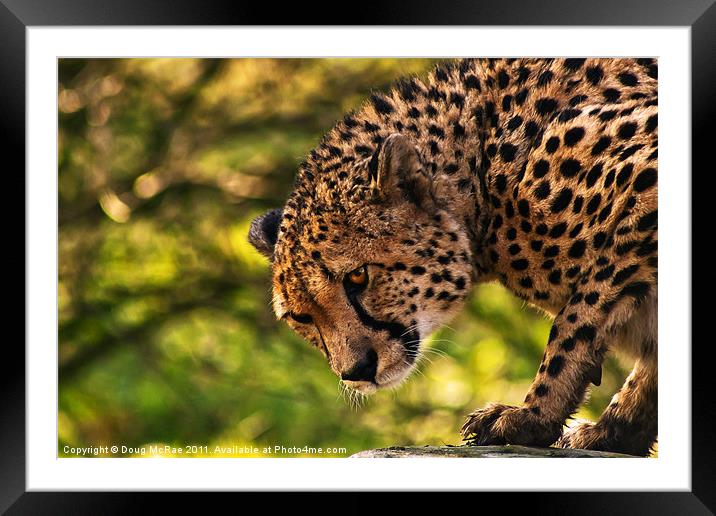 Cheetah Framed Mounted Print by Doug McRae