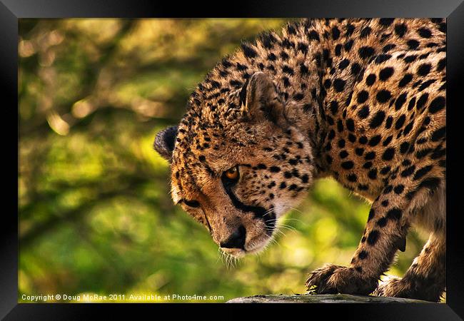 Cheetah Framed Print by Doug McRae