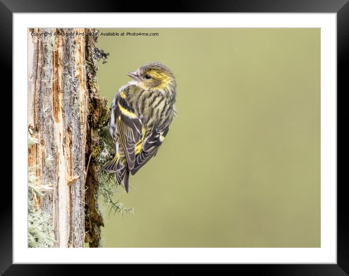 Siskin. Framed Mounted Print by Angela Aird