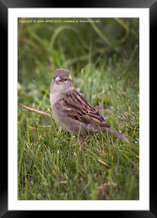 Female Sparrow Framed Mounted Print by Kevin White