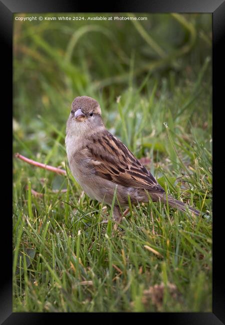 Female Sparrow Framed Print by Kevin White