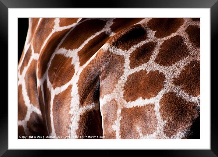 Giraffe hide Framed Mounted Print by Doug McRae