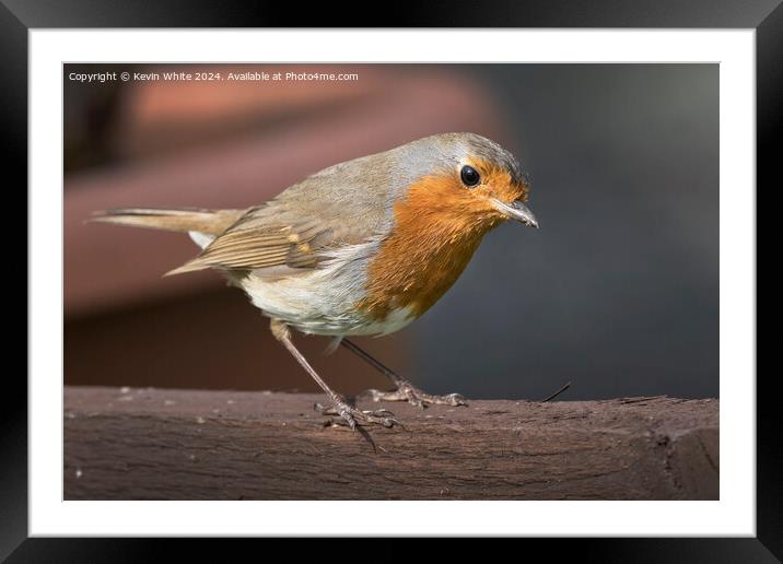 Red Robin garden bird Framed Mounted Print by Kevin White