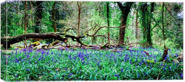 Wild Bluebell Woods Panorama, Saltwells Nature Res Canvas Print by Alice Rose Lenton