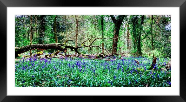 Wild Bluebell Woods Panorama, Saltwells Nature Res Framed Mounted Print by Alice Rose Lenton