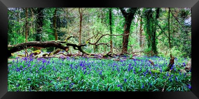 Wild Bluebell Woods Panorama, Saltwells Nature Res Framed Print by Alice Rose Lenton