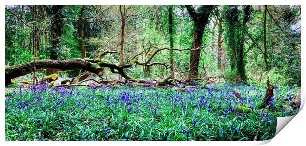 Wild Bluebell Woods Panorama, Saltwells Nature Res Print by Alice Rose Lenton