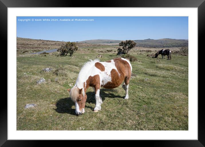 Ponies by the road side on Dartmoor Framed Mounted Print by Kevin White