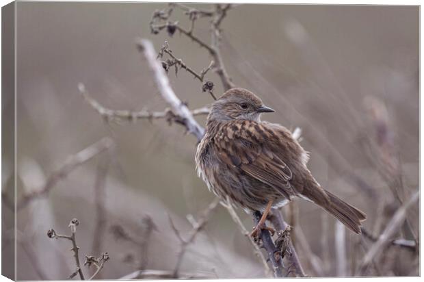 Dunnock, Canvas Print by kathy white