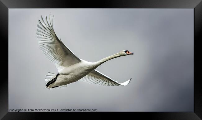 Mute Swan in Flight Framed Print by Tom McPherson