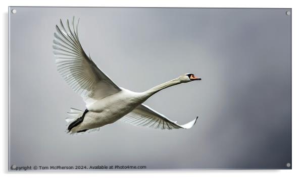 Mute Swan in Flight Acrylic by Tom McPherson