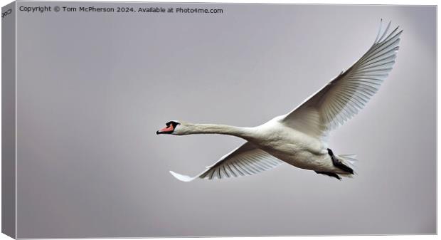 Mute Swan in Flight Canvas Print by Tom McPherson