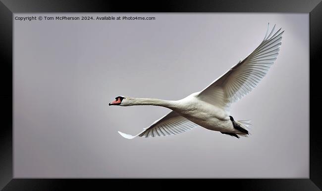 Mute Swan in Flight Framed Print by Tom McPherson