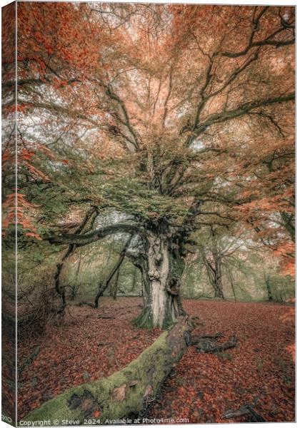 Fine Art View of Beech Tree in Savernake Forest, Marlborough, Wiltshire Canvas Print by Steve 