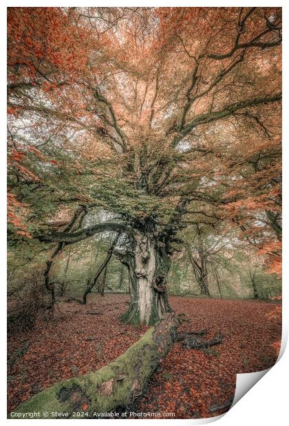 Fine Art View of Beech Tree in Savernake Forest, Marlborough, Wiltshire Print by Steve 