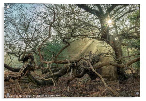 Sunlight Streaming Through Ancient Oak Trees, Staverton Thicks, Suffolk Acrylic by Steve 