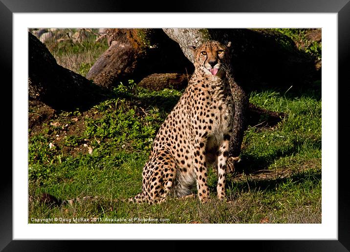 Cheetah blowing a raseberry Framed Mounted Print by Doug McRae