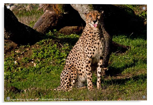 Cheetah blowing a raseberry Acrylic by Doug McRae