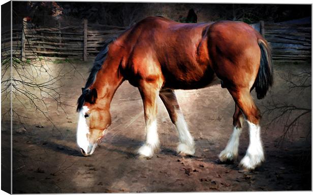 The Clydesdale Canvas Print by Elaine Manley