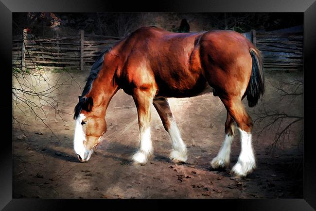 The Clydesdale Framed Print by Elaine Manley