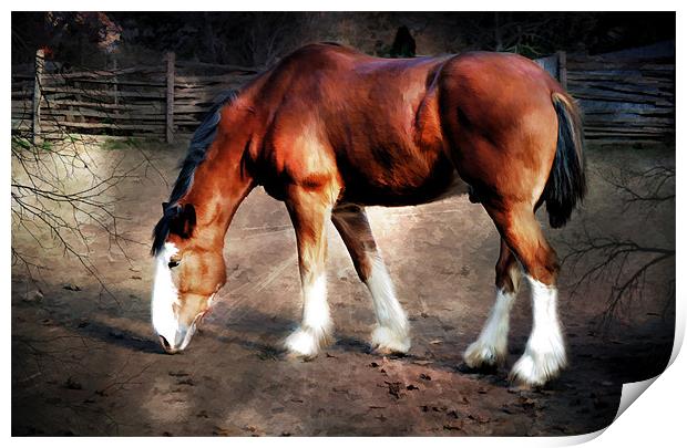 The Clydesdale Print by Elaine Manley