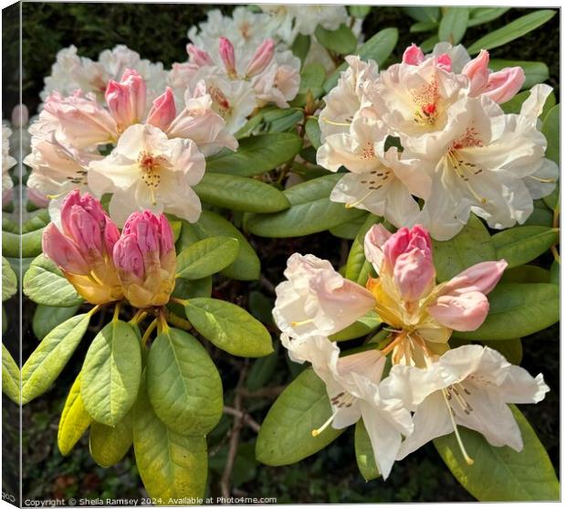 Rhododendron Canvas Print by Sheila Ramsey