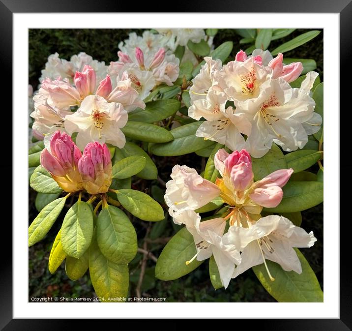 Rhododendron Framed Mounted Print by Sheila Ramsey