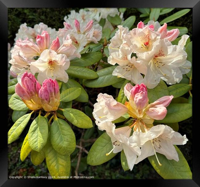 Rhododendron Framed Print by Sheila Ramsey