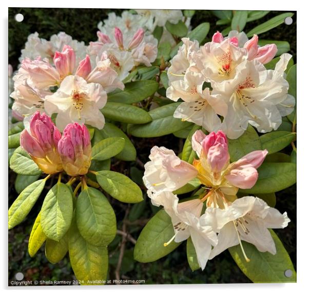 Rhododendron Acrylic by Sheila Ramsey
