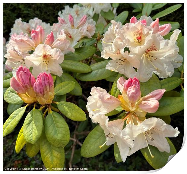 Rhododendron Print by Sheila Ramsey