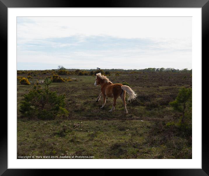 New Forest Life. Framed Mounted Print by Mark Ward