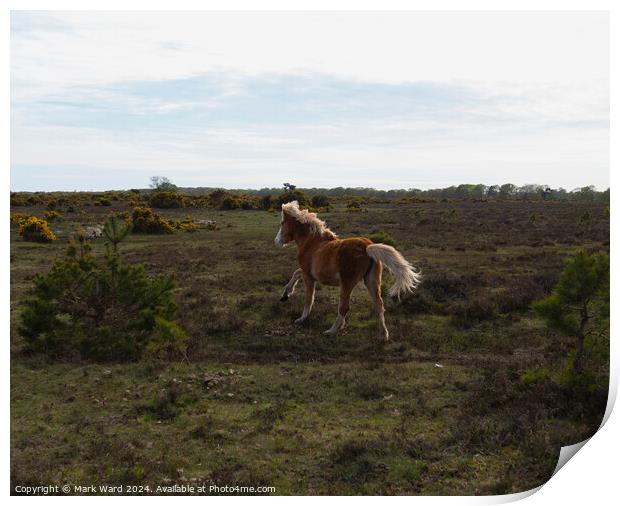 New Forest Life. Print by Mark Ward