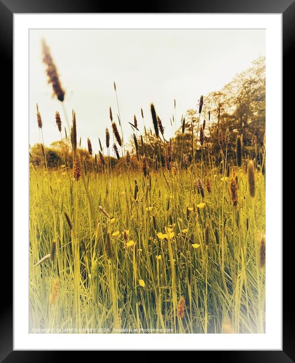 Buttercups and Grass Framed Mounted Print by JAMES UMNEY