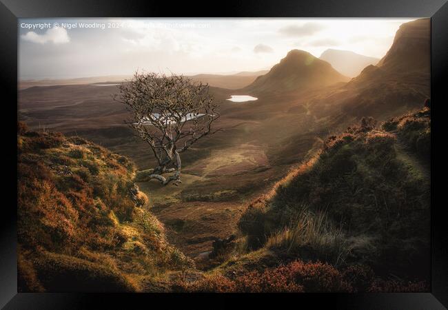 Lone Tree at the Quiraing Framed Print by Nigel Wooding