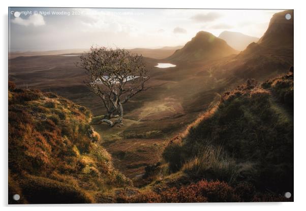 Lone Tree at the Quiraing Acrylic by Nigel Wooding