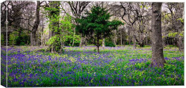 Bluebells in Atmospheric Wild Bluebell Woods Panor Canvas Print by Alice Rose Lenton