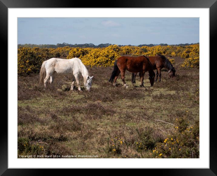 New Forest Ponies. Framed Mounted Print by Mark Ward