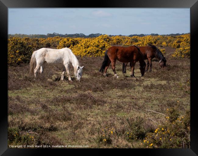 New Forest Ponies. Framed Print by Mark Ward
