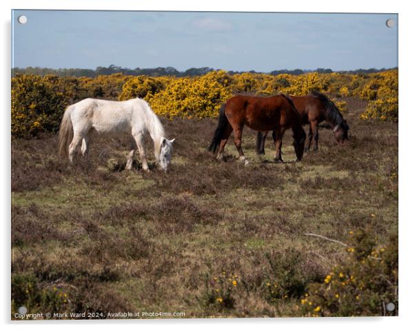 New Forest Ponies. Acrylic by Mark Ward