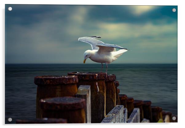 A Seagull On A Groin In Eastbourne  Acrylic by Chris Lord