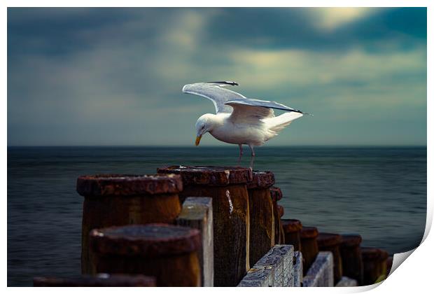 A Seagull On A Groin In Eastbourne  Print by Chris Lord